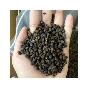 Meilleures ventes : Graines de papaye séchées entières en vrac pour l'arôme piquant et l'assaisonnement des recettes culinaires traditionnelles - Product Image 1
