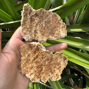 Tortitas de Copra de Alta Calidad para Alimentación Animal - Product Image 5