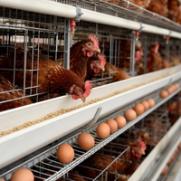 Cage à poulets de type batterie en acier galvanisé pour 120 oiseaux – Équipement agricole