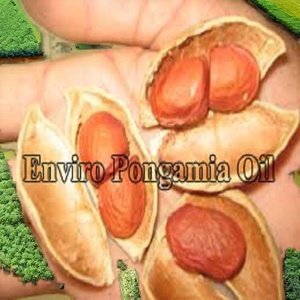 Organic Karanja Seed Oil Bulk Packing 1000L Natural Biodiesel Raw Material for <b>Pesticide</b> Agricultural Chemical Use 24 Months - Product Image 5