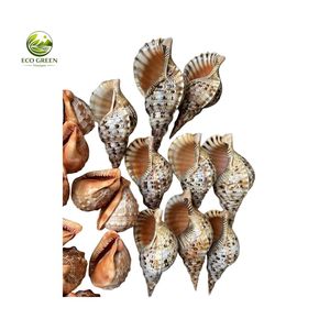 Conchas Decorativas Naturales Grandes para Paisajismo de Acuarios y Decoración de Jardines - Product Image 6