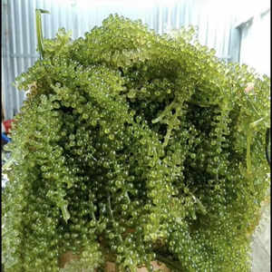 Dried Sea Grapes dehydrated Caulerpa seaweed material for sushi garnish salad topping and culinary use Vietnam - Product Image 4