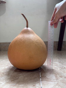 Gourdes séchées écologiques de qualité supérieure, couleur naturelle, taille personnalisée pour la peinture, l'artisanat et les instruments de percussion faits à la main - Product Image 3