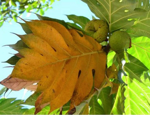 Feuilles de saké séchées en gros, fabricant de feuilles de saké séchées, feuilles de fruit à pain croustillantes séchées ANGLE - Product Image 6