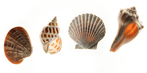 Coquillages artisanaux / Ambiance brise marine / Idées cadeaux / Éléments organiques - Product Image 5