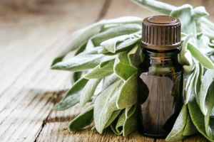 Aceite Esencial de Salvia Sálvia en Granel a Precio de Fábrica, Aceite Esencial de Salvia Sálvia 100% Puro y Natural - Product Image 4