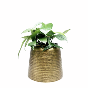 Pot de fleurs en métal plaqué or brillant avec plante verte, pot de fleurs de bureau intérieur, style minimaliste, pot de fleurs circulaire - Product Image 6