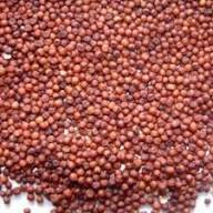 Grano de Sorgo Rojo 100% Puro y Seco para Alimentación de Ganado, Aves de Corral e Ingredientes para Piensos, 24 Meses de Vida Útil, Suministro al por Mayor - Product Image 5