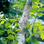 100% Pure Natural Indian Sandalwood <b>Essential</b> <b>Oil</b> | Santalum Album <b>Oil</b> | Premium Sandalwood <b>Oil</b> <b>for</b> Aromatherapy, <b>Diffuser</b> & Ski - Product Image 2