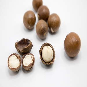 Noix de macadamia biologiques de haute qualité, qualité supérieure, brutes et séchées, emballage en vrac à prix économique pour l'exportation alimentaire - Product Image 6