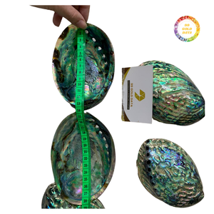 Natural Sea Abalone Shell Green Color Gloss Finish - Product Image 3