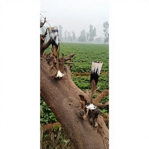 American Style Camping Old Fashioned Glass Ox Horn Mug Eco-Friendly Portable Luxury Table Decorative Premium Graded Low Prices - Product Image 4