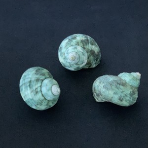 Toadskin Snail <b>Shells</b> - Hermit <b>Crab</b> <b>Shells</b> - Decorative Snail <b>Shells</b> in Many Sizes, Small and Large/ Lima - Product Image 4