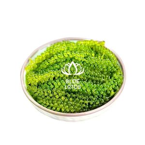 Meilleures ventes : Raisins de mer séchés du Vietnam, algues durables Caulerpa Lentillifera, haute valeur nutritive, approvisionnement en vrac - Product Image 1