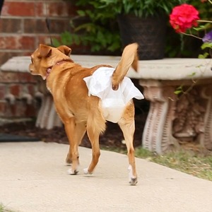 <span class=keywords><strong>Couche</strong></span> <span class=keywords><strong>pour</strong></span> chienne réutilisable, anti-fuite, super absorbante et respirante, avec couleur personnalisable <span class=keywords><strong>pour</strong></span> chiens de petite et grande taille - Product Image 6