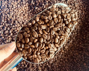 Mélange d'Arabica vietnamien de haute qualité, en grains entiers, entièrement lavé, emballage en sac, prix abordable, commande en gros, OEM - Product Image 3