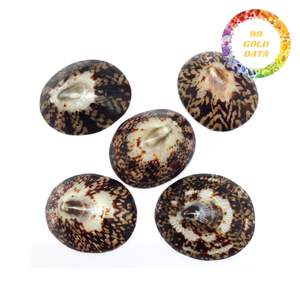 Concha de Limpet Pulida, Concha Decorativa Natural de Tacto Real para Manualidades, Regalos Hechos a Mano y Suministro al por Mayor - Product Image 2