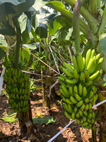 Premium Export Cavendish Bananen Uit Vietnam Vers Zoet En Voedzaam, Perfect Voor Dagelijks Gebruik In De Detailhandel En Bulkverpakkingen