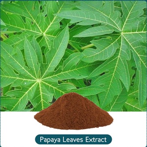 Extracto de Hojas de Papaya en Polvo, Extracción por Solvente, Extracto de Planta de Grado Alimenticio para Aplicaciones Alimentarias - Product Image 1