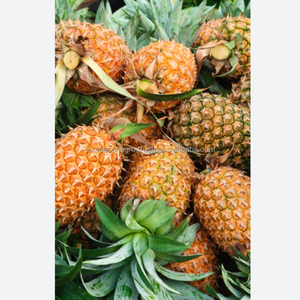 สับปะรดสดพรีเมียม ผลไม้เขตร้อนหวานฉ่ำ คุณภาพส่งออก ขายส่งจำนวนมาก จากบังกลาเทศ ซิกซ์ ซีซั่น อะโกร - Product Image 6