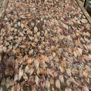 ปลาหมึกแห้งเวียดนาม ทำจากปลาหมึกทั้งตัว เหมาะสำหรับการย่างบาร์บีคิว และตอบโจทย์ความต้องการขายส่ง - Product Image 1