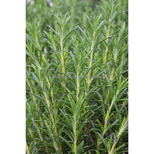 Hierba de aromaterapia de romero recién cosechada para belleza y formulación cosmética, ambientador para coche y uso en aromaterapia - Product Image 4