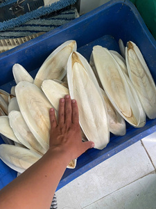 กระดูกปลาหมึกแท้ 100% สำหรับนก ขายส่ง ปริมาณมาก อาหารเสริมแคลเซียมสำหรับนกแก้วและสัตว์เลื้อยคลาน - Product Image 3