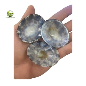 Coquillages naturels de limpets polis, coquilles ovales pour artisanat, décoration intérieure, fabrication de bijoux, écologiques, thème féerique - Product Image 3