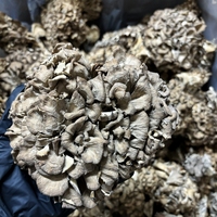 Poudre d'extrait de champignon Maitake 20% Bêta-glucane pour infusion
