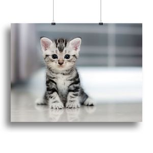 Lindo Gato American Shorthair: Impresión en Lienzo o Póster para Juguetes Interactivos y de Movimiento para Mascotas - Product Image 1