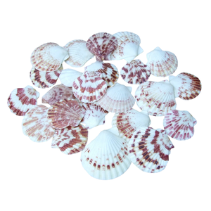 BEST SELLER Coquille de palourde entière durable de qualité supérieure, matériau décoratif écologique pour l'aménagement paysager - Product Image 1