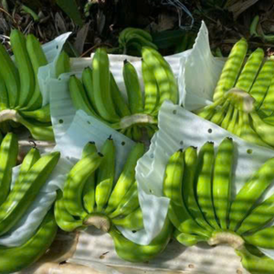 Bananes Cavendish fraîches authentiques du Vietnam pour garnitures de pâtisserie professionnelles et préparation de boissons tropicales 99 Gold Data - Product Image 3