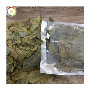 Feuilles de corossol séchées naturelles en vrac pour la production de tisanes, fournisseur de feuilles de Graviola du Vietnam, ingrédient pour thé botanique - Product Image 1