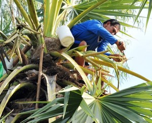 Meilleure Vente Sucre de Palme Traditionnel Origine An Giang Vietnam 100% Pur Végétalien Haute Qualité pour Cuisine, Pâtisserie, Cosmétiques, OEM, Export - Product Image 5