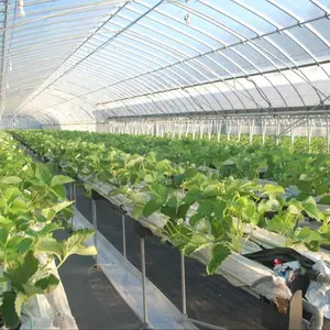 Domates yetiştiriciliği için tarım sera aeroponic hydroponic sera