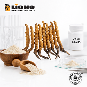 LiGNO OCS02 ®   Poudre d'Ophiocordyceps Sinensis |   Fabricant OEM/ODM pour les applications de boissons fonctionnelles et de produits nutraceutiques - Product Image 1