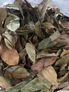 Hojas de Guanábana Secas Naturales, Hoja Entera de Graviola Orgánica para la Fabricación de Bebidas, Venta al por Mayor a Granel, Exportación Directa de Fábrica - Product Image 4