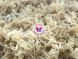 สาหร่ายมอสสีม่วงแบบมีหนาม ตากแห้ง วัตถุดิบธรรมชาติสำหรับทำกัมมี่เกรดอาหารและส่วนผสมต่างๆ ขายดี - Product Image 5