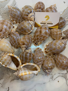 <b>Bonnet</b> Seashell Natural Seashell Bulk Supply Vietnam Supplier for Craft Decoration and Jewelry DIY - Product Image 4