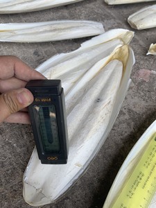 Hueso de Sepia Seco Blanco Natural para Aves, Bloque de Calcio - Product Image 5