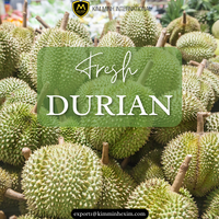 Premium hoogwaardige verse durian uit Vietnam - Kim Minh International merk, stabiele bulklevering voor wereldwijde importeurs