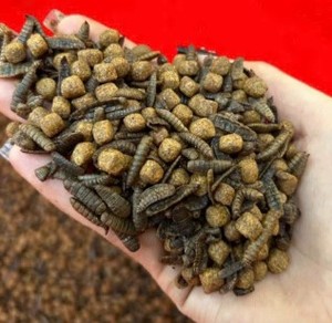 Larves de Mouches Soldat Noires Séchées 100% Naturelles pour Alimentation Animale – Vente en Gros B2B, Bon Prix, Sécurité et Qualité pour Animaux, Grand Volume - Product Image 2