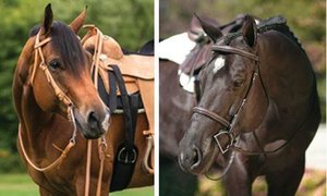 Brida de Cuero Personalizada para Caballo, Estilo Tradicional Inglés, Diseño Duradero y Elegante, con Logotipo Personalizado - Product Image 6