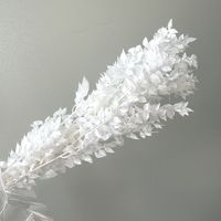 Feuilles d'eucalyptus préservées de haute qualité, feuilles naturelles séchées de Ruscus italien pour mariage, fête des Mères, remise de diplôme, décoration intérieure