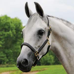 Cabestro de Cuero Occidental de Primera Calidad, Cabestro Acolchado de Cuero Genuino Cómodo para Caballos al Mejor Precio - Product Image 1