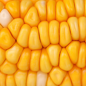 Maíz Amarillo de Alta Pureza para Cocinar, Procesamiento de Alimentos, Alimentación Animal, Venta al por Mayor, Exportación, Suministro a Granel, Grano de Maíz Natural - Product Image 5