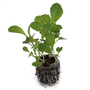Los mejores suministros de jardín cocopeat de disco de coco para cultivo de plántulas de agricultura Inicio de semillas de pellets de turba de coco - Product Image 5