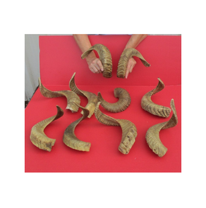 Escultura de Cuerno de Animal Rústica con Base de Madera, Centro de Mesa Decorativo para Hogar u Oficina, Regalo, Venta al por Mayor - Product Image 4