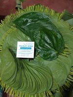 Feuilles de Paan fraîches de qualité supérieure, qualité export, pour recettes traditionnelles, aliment naturel, en promotion.