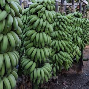 Plátano Cavendish Orgánico de Primera Calidad al por Mayor, Producto Agrícola Vietnamita Fresco de la Mejor Calidad - Product Image 1